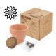 MACETA TERRACOTA SEMILLAS